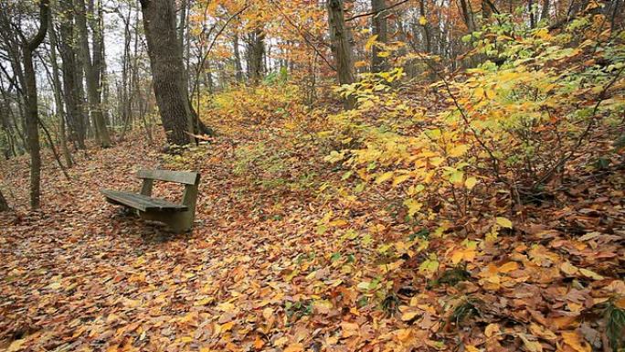 带公园长凳的森林公园长凳的森林秋天