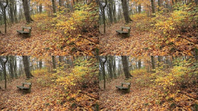 带公园长凳的森林公园长凳的森林秋天
