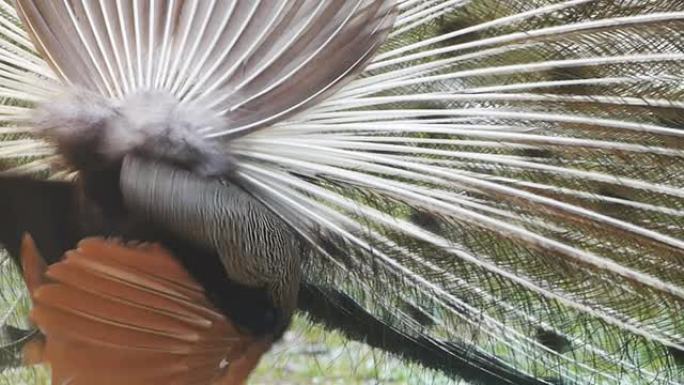 孔雀羽毛美丽的小鸟。