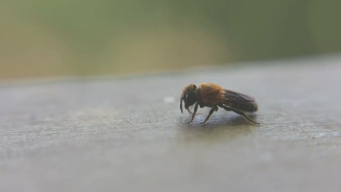 蜜蜂喝水