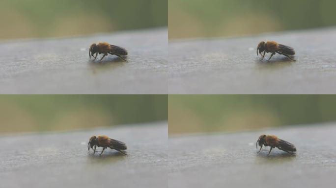 蜜蜂喝水