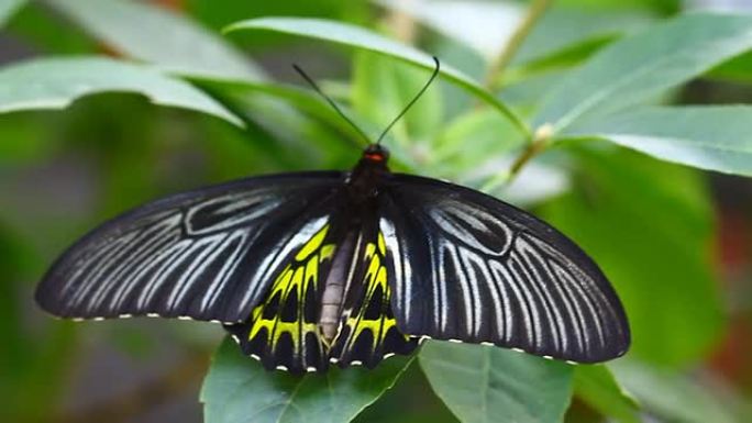 蝴蝶生物学生物研究大自然动物