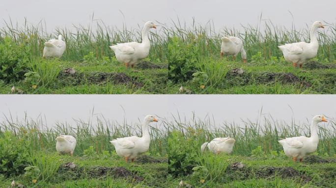 白鹅生活在平原上大白鹅觅食吃食