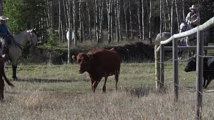 牛仔在年度综述中放牧并计算牛