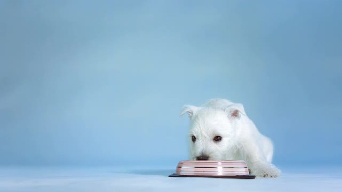 高清: 白色小狗饮用水