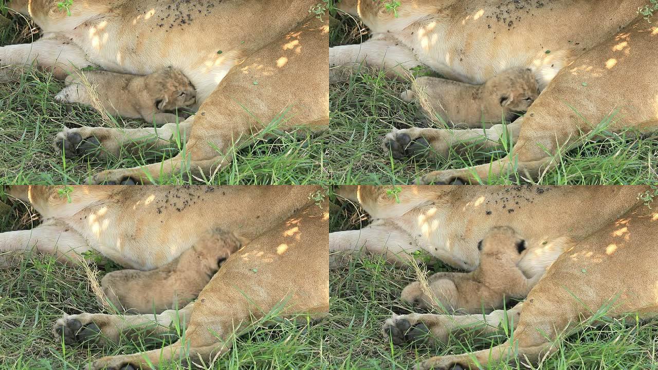 狂野的母狮与刚出生的婴儿哺乳