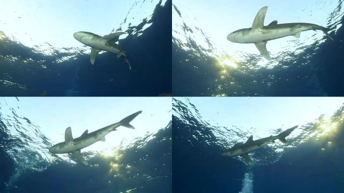 海洋白鳍鲨海洋白鳍鲨鱼海底世界