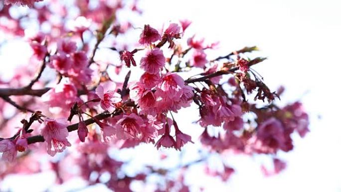 樱花和粉红色sukura