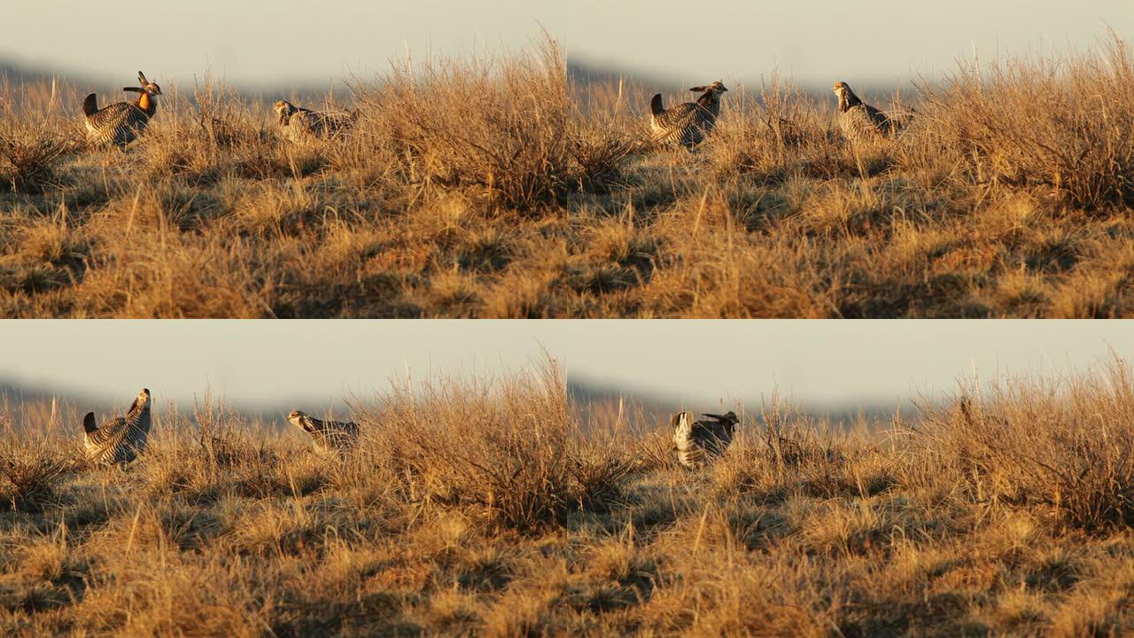 大草原鸡在科罗拉多州东北部莱克对峙