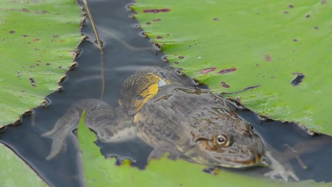 水中食蛇受害者青蛙啮齿动物自然