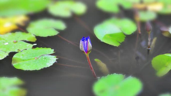 蓝莲花绽放的延时（倾斜和移位）