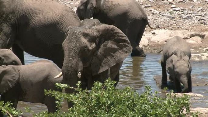 大象在水坑边饮水和戏水