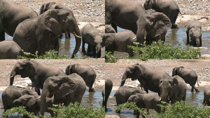 大象在水坑边饮水和戏水