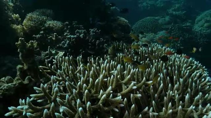 雀鲷藏在表珊瑚，阿波礁 (4K)
