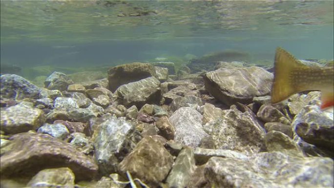 科罗拉多州阿斯彭附近的水下钓鱼Snowmass湖在相机上捕获了线，钩和沉降片，在胶片上捕获了一条鱼