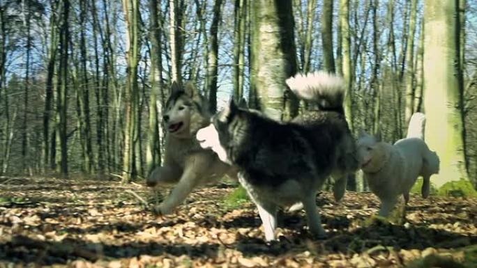 狗在森林里奔跑