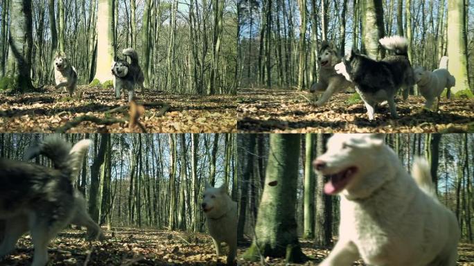 狗在森林里奔跑