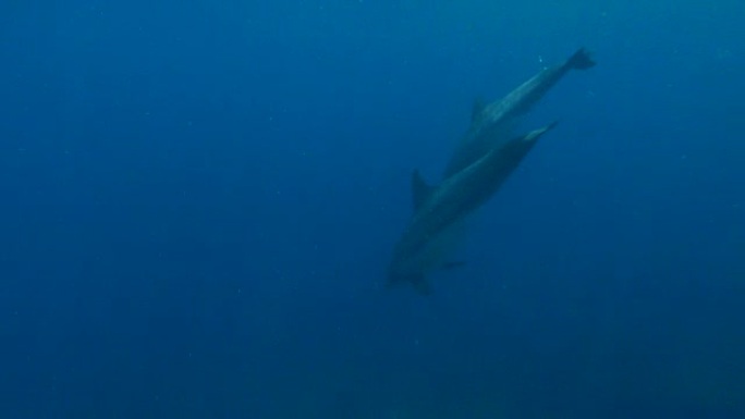 野生瓶鼻海豚潜入深海