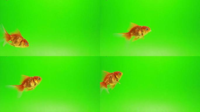 金鱼绿屏背景绿幕抠像观赏鱼金鱼