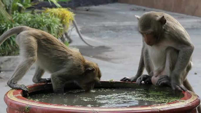 猴子在盆里喝水。