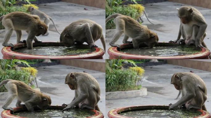 猴子在盆里喝水。