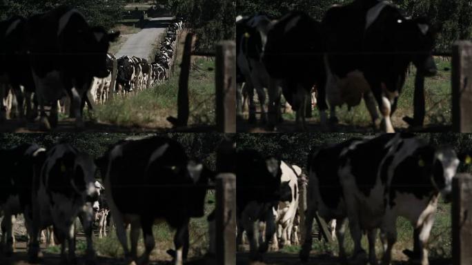 奶牛走路