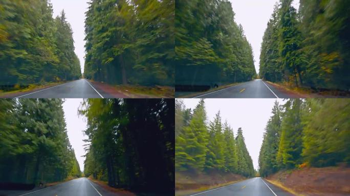 秋天的森林行驶车窗外汽车第一视角