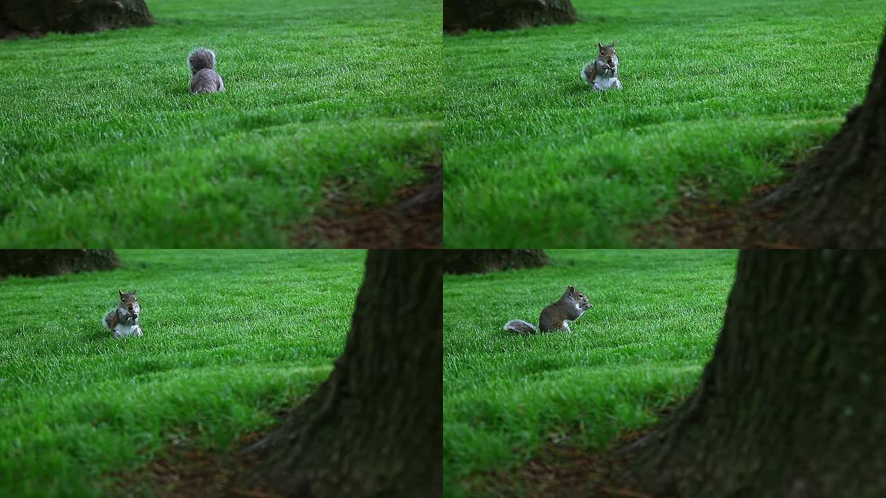 松鼠在绿色的空地上觅食