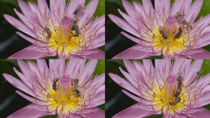 蜜蜂和睡莲快动作生态环境花蕊特写