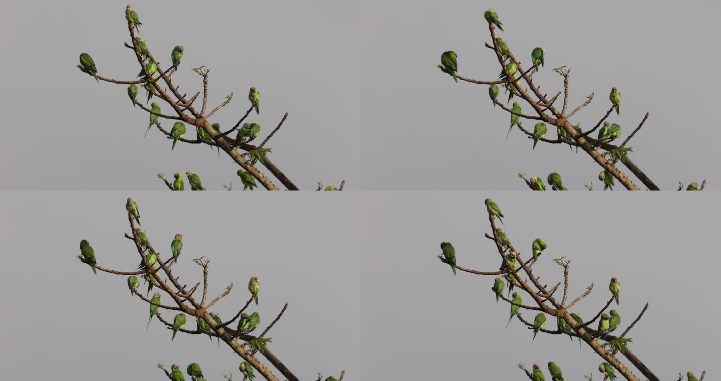 春日里的野生花头鹦鹉聚集在树枝上