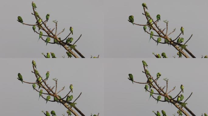 春日里的野生花头鹦鹉聚集在树枝上