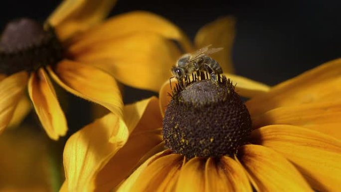 高清超慢动作: 蜜蜂采集花粉