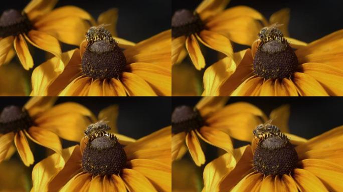 高清超慢动作: 蜜蜂采集花粉
