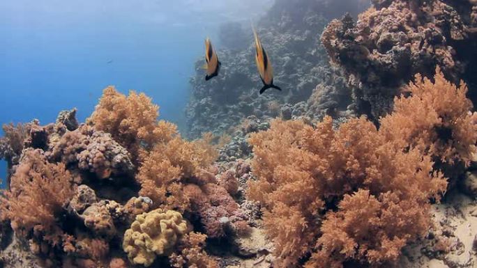 珊瑚和蝙蝠鱼海底生物海底游鱼海底美景