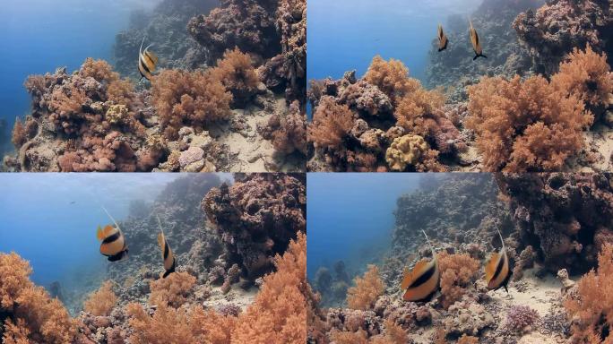 珊瑚和蝙蝠鱼海底生物海底游鱼海底美景