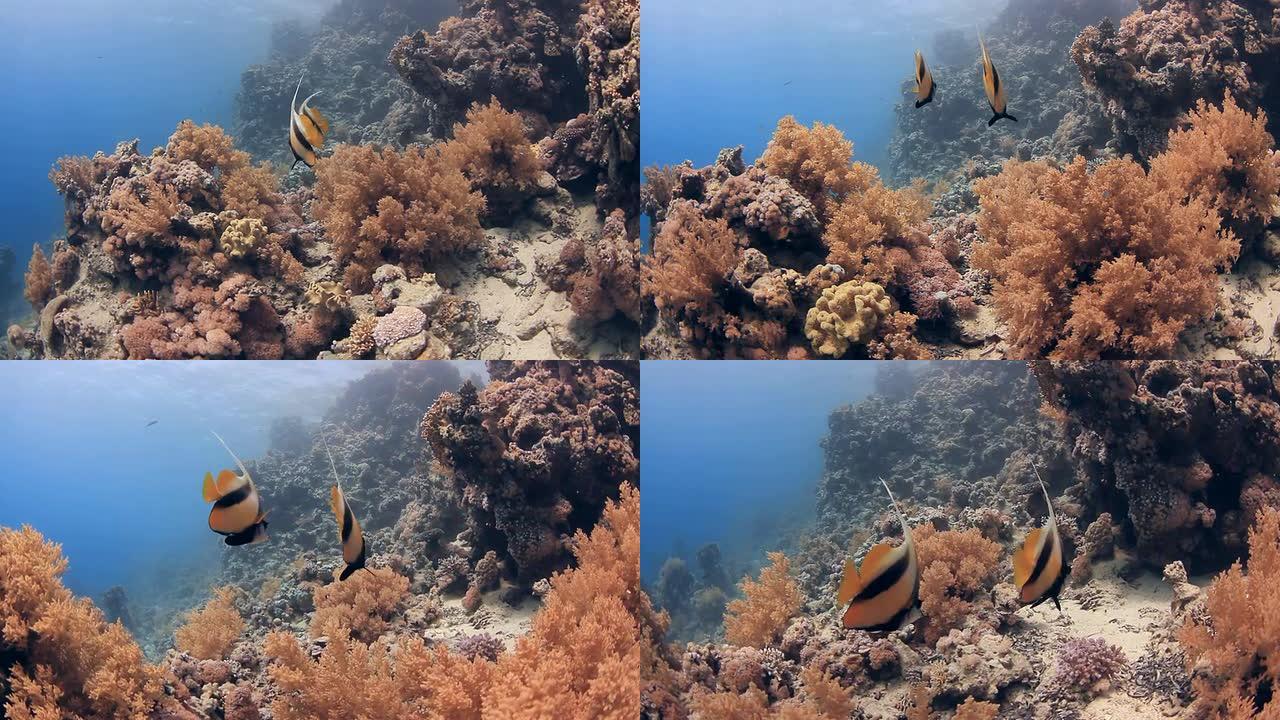 珊瑚和蝙蝠鱼海底生物海底游鱼海底美景