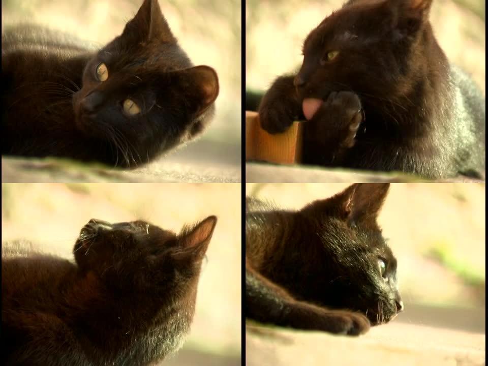 在阳光下玩耍的黑色小猫