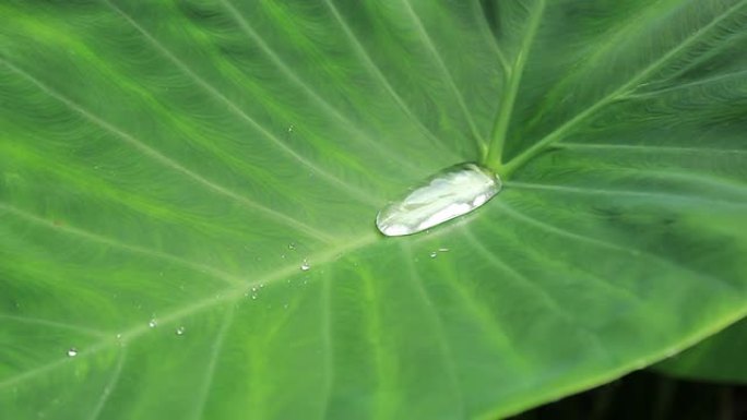 雨水落在树叶上荷叶上的露珠荷叶上的水