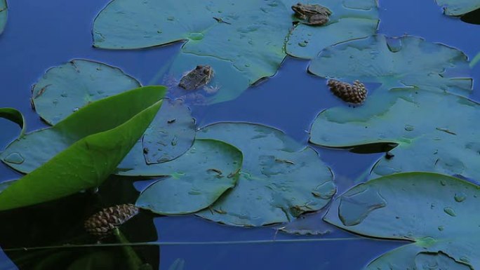 高清：湖和青蛙荷花池莲花池