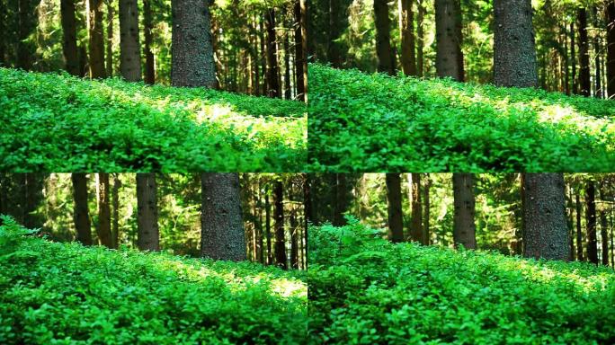 夏季森林地板