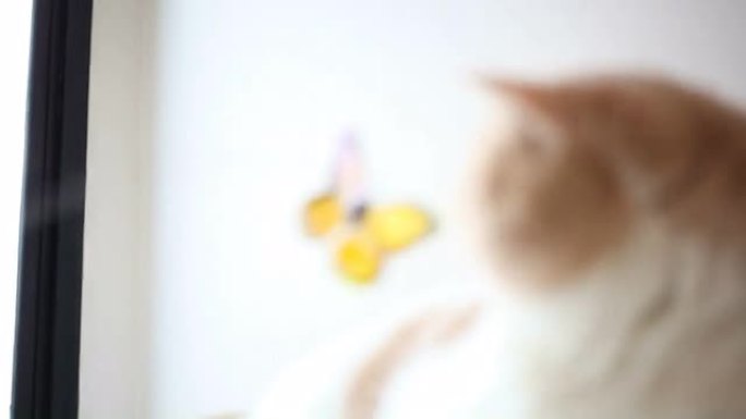 异国短毛猫玩蝴蝶玩具