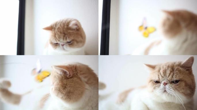 异国短毛猫玩蝴蝶玩具
