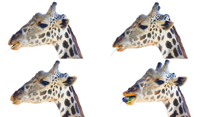 高清：长颈鹿头部隔离在白色。