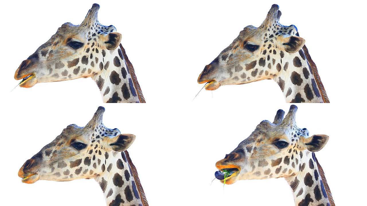 高清：长颈鹿头部隔离在白色。