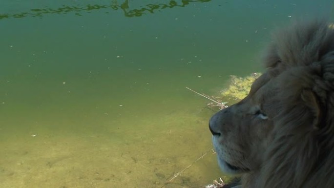 狮子凝视湖面狮子凝视湖面野生动物