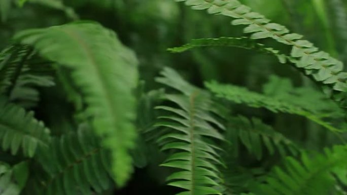 蕨类植物: 雨林绿色植被空镜头夏季夏天
