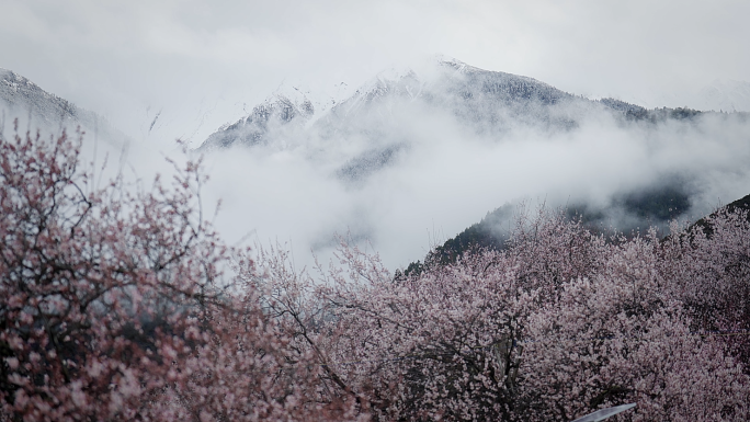 4k云雾缭绕清明谷雨林芝桃花盛开水墨山水