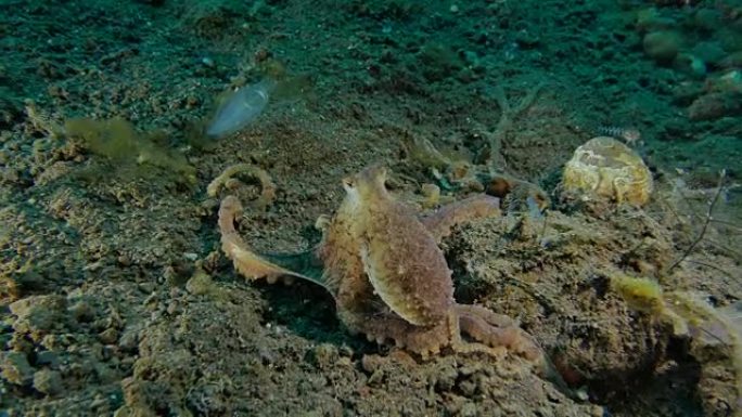 微小的章鱼向印度尼西亚摄影师 (4K) 展示其警告色