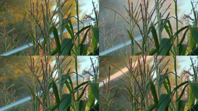 玉米田灌溉浇灌现代化农田自动化农田