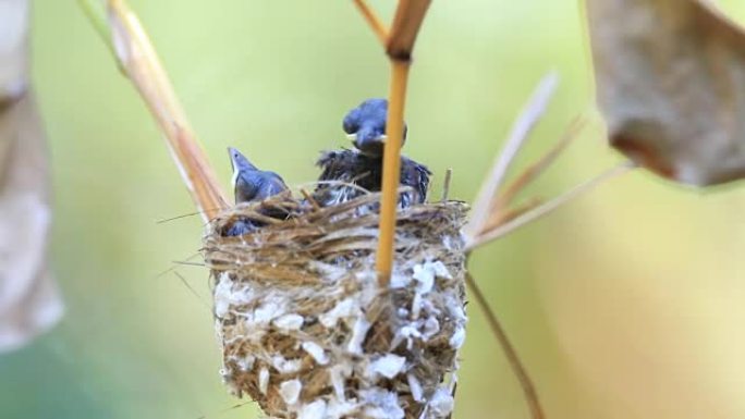 巢中新生饥饿的幼鸟
